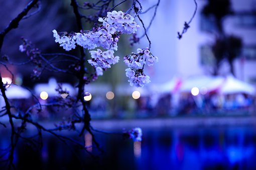 東京ミッドタウン 夜桜お花見ライトアップとレストラン 横浜デート人気おすすめ