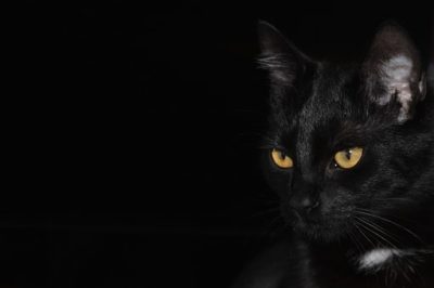 折り紙でハロウィンの黒猫の折り方作り方 簡単かわいい全身立体の猫 横浜デート人気おすすめ